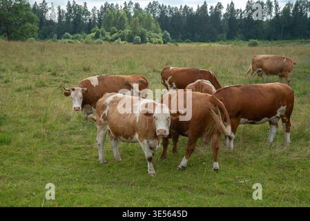 Un groupe de vaches brunes et blanches debout et pâturant dans un pâturage vert avec une forêt en arrière-plan sous un ciel nuageux d'été. Banque D'Images
