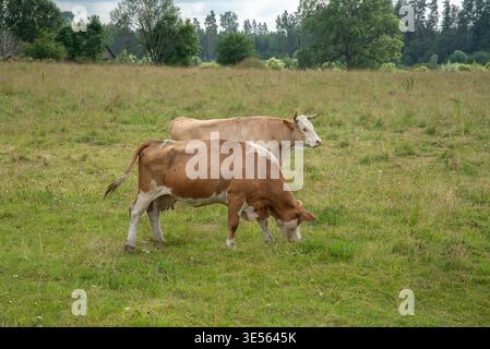 Deux vaches qui paissent dans un champ herbeux vert un jour d'été, avec des arbres et de la forêt en arrière-plan sous un ciel partiellement nuageux. Banque D'Images