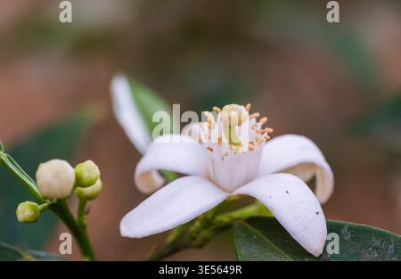 Fleur entièrement ouverte d'orange aigre (Citrus × aurantium) avec pétales réflexes, étamines et stigmates visibles, avec bourgeons, jardin du Caire, Égypte Banque D'Images