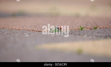 coccinelle avec petite herbe Banque D'Images