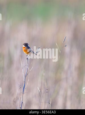 European Stonechat Banque D'Images