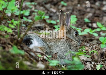Se fondant doucement dans le sol forestier, un lapin commun repose parmi les verts feuillus et les brindilles. La nature l'entoure, offrant une retraite confortable pendant le tra Banque D'Images