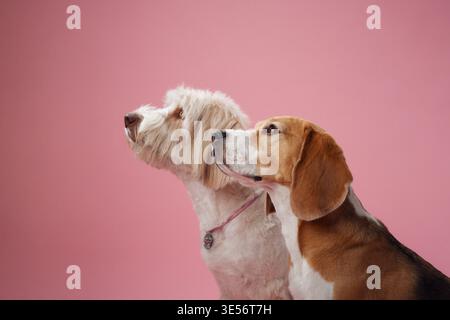 Un beagle et un petit chien blanc sont assis étroitement ensemble sur un fond de studio rose, soulignant leur lien. L'éclairage doux souligne l'harmonieux Banque D'Images