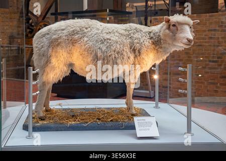 Monture de taxidermie de Dolly le mouton, premier mammifère cloné en 1996 exposé au National Museum of Scotland dans la capitale Édimbourg, au Royaume-Uni Banque D'Images