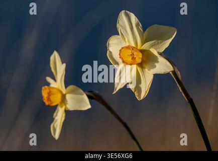 Jonquilles sauvages (Narcissus pseudonarcissus) poussant à East point sur l'île Saturna, Colombie-Britannique, Canada. Banque D'Images