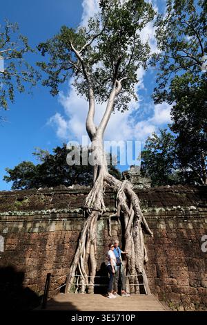 Arbre tétramèles au temple Ta Prohm à Angkor Thom. Un visiteur du Ta Prohm (le temple de la jungle). Siem Reap. Cambodge. Banque D'Images