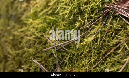 Pleurozium schreberi Forest Moss gros plan — texture macro verte luxuriante sur le tronc d'arbre Banque D'Images