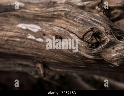 Fond de texture Driftwood patiné avec grain de bois organique et détail naturel Banque D'Images
