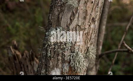 Lichen Parmelia et Ramalina sur écorce de pin — gros plan écologique de tronc forestier Banque D'Images