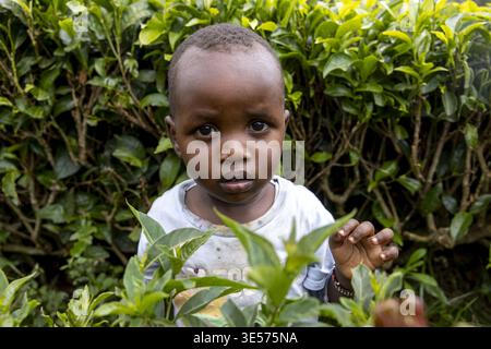 Enfant dans une plantation de thé au Kenya Banque D'Images