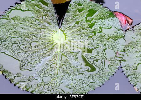Vue rapprochée des gouttelettes d'eau sur une feuille de lotus dans un étang. Hanoi. Vietnam. Banque D'Images