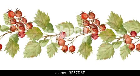 Bordure horizontale sans couture des branches avec des baies rouges, des fleurs blanches et des feuilles d'épine-vinette. Illustration d'aquarelle dessinée à la main sur un isolé Banque D'Images