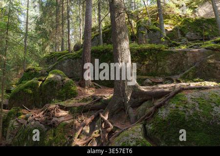 Deux troncs d'arbres avec de grandes racines exposées poussant sur des rochers de granit recouverts de mousse dans un intérieur de forêt. Banque D'Images