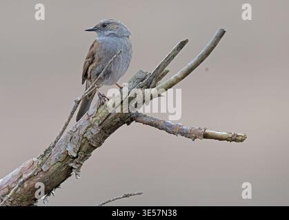 Dunnock gros plan sur jeudi Common Surrey Banque D'Images