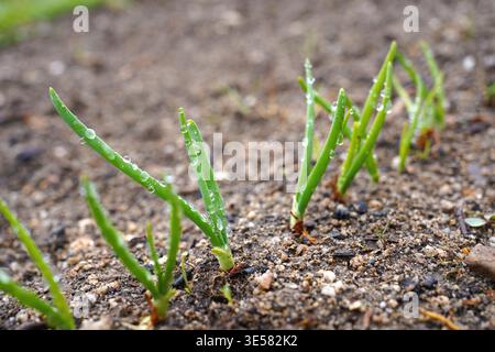Jeunes pousses d'oignon vert avec des gouttes de rosée dans le sol de jardin de printemps, agriculture macro biologique Banque D'Images