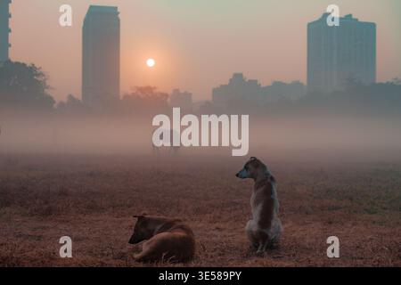Un lever de soleil serein sur le paysage urbain brumeux de l'Inde, avec deux chiens de rue reposant sur un champ herbeux. Le brouillard enveloppe doucement les bâtiments lointains et Banque D'Images