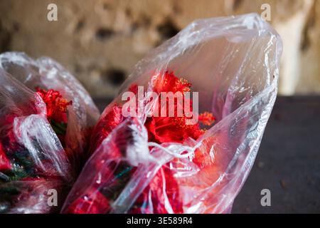 Les fleurs rouges vives sont enveloppées dans des sacs en plastique transparents, capturant un moment de couleur et de vie. Le gros plan met en valeur les détails complexes de la b Banque D'Images
