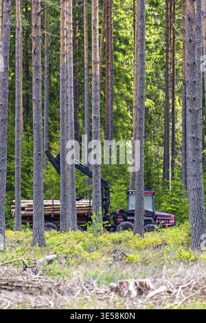 Machine forestière transporteuse avec une grue fonctionnant dans une forêt dense de pins, chargée de bûches coupées et entourée de grands pins droits Banque D'Images