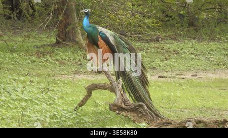 Paon (pavo festonné) avec plumes étalées dans un affichage coloré, Sri Lanka Banque D'Images