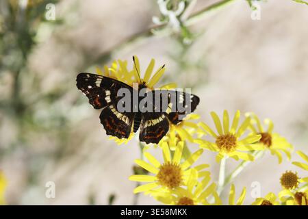 Carte papillon (Araschnia levana), génération d'été - assis sur la fleur jaune, Rhénanie du Nord-Westphalie, Allemagne, Blankenheim, Ahrhuette Banque D'Images
