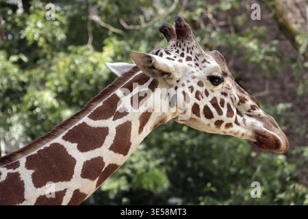 Portrait d'une girafe (Giraffa spec.) Dans un zoo, Allemagne Banque D'Images