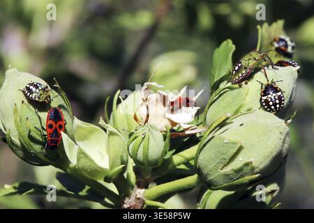 Les punaises vertes, également connues sous le nom de punaises puantes du sud (Nezara viridula), nymphes à différents stades de développement sur un hibiscus, Weilerswist, North RH Banque D'Images