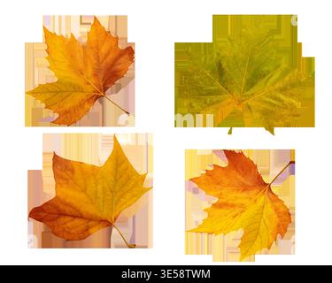 Feuilles volantes d'arbre feuilles d'érable d'automne collage isolé transparent fichier pdf de fond Banque D'Images