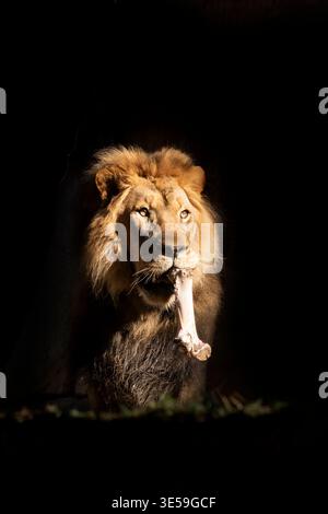 Lion d’Afrique Banque D'Images