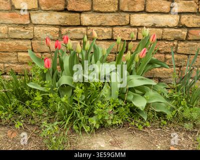Un groupe de tulipes roses et rouges vibrantes à différents stades de floraison, des bourgeons verts serrés aux fleurs ouvertes. Banque D'Images