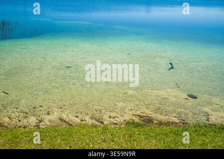 Transition de gradient d'un lac d'eau douce montrant du sable submergé et des bâtonnets secs. La prise de vue en grand angle capture l'environnement aquatique sans ondulation. Banque D'Images