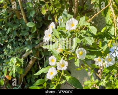 Plante Solanum rantonnetii, fleurs blanches avec étamines jaunes, feuilles vert vif vue en gros plan. Pomme de terre, White Charles ou Lycianthes rantonnetii Banque D'Images