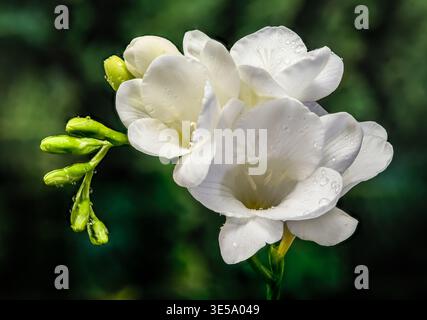 Un gros plan détaillé de fleurs blanches de freesia en fleurs et un groupe de jeunes bourgeons verts couverts de gouttes de rosée fraîches. Les délicats pétales blancs et ste Banque D'Images