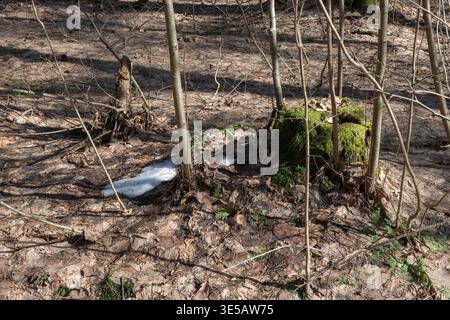 Fonte de la neige sur un plancher forestier avec souche d'arbre moussue au début du printemps Banque D'Images