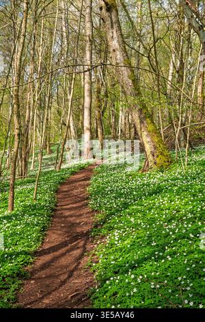 Sentier de randonnée dans une forêt avec des anémones de bois fleuris une journée de printemps ensoleillée Banque D'Images