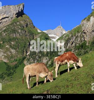Vaches en pâturage à Appenzell, Suisse. Banque D'Images