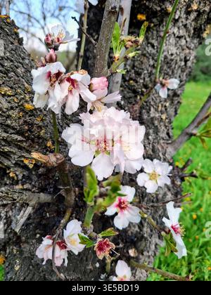Fleurs d'amandes dans Spring Orchard Banque D'Images