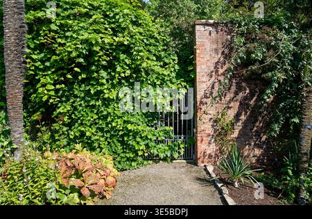 Porte de jardin couverte de lierre et mur de briques encadrés par une végétation luxuriante et un sentier ensoleillé Banque D'Images