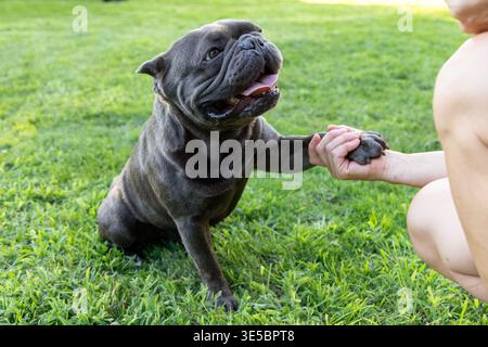 Bouledogue français bleu donnant la patte à son propriétaire sur l'herbe verte, joyeux moment d'animal de compagnie en plein air avec le museau souriant yeux brillants et corps compact montrant la confiance o Banque D'Images
