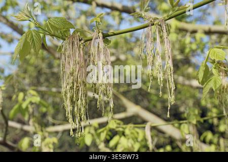 Petite branche avec des grappes de fleurs mâles et de nouvelles feuilles d'érable à boîte ou negundo, Acer negundo, Sapindaceae Banque D'Images