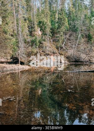 Scène boisée sereine avec un ruisseau clair reflétant de grands arbres et des textures naturelles. Idéal pour les thèmes de la tranquillité, la durabilité, la nature con Banque D'Images