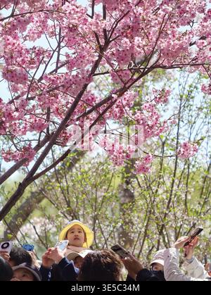 Pékin, Chine. 1er avril 2026. Les touristes visitent le parc Yuyuantan à Pékin, capitale de la Chine, le 1er avril 2026. Les fleurs printanières fleurissent à travers le pays, attirant les gens à profiter des sorties et de l'observation des fleurs. Crédit : Xing Guangli/Xinhua/Alamy Live News Banque D'Images