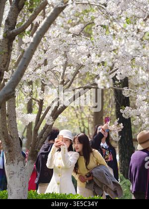 Pékin, Chine. 1er avril 2026. Les touristes visitent le parc Yuyuantan à Pékin, capitale de la Chine, le 1er avril 2026. Les fleurs printanières fleurissent à travers le pays, attirant les gens à profiter des sorties et de l'observation des fleurs. Crédit : Xing Guangli/Xinhua/Alamy Live News Banque D'Images