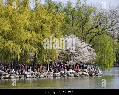 Pékin, Chine. 1er avril 2026. Les touristes visitent le parc Yuyuantan à Pékin, capitale de la Chine, le 1er avril 2026. Les fleurs printanières fleurissent à travers le pays, attirant les gens à profiter des sorties et de l'observation des fleurs. Crédit : Xing Guangli/Xinhua/Alamy Live News Banque D'Images