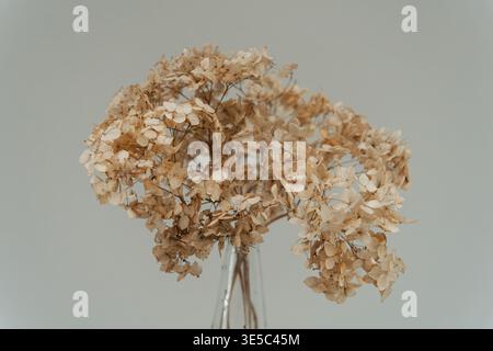 Bouquet d'hortensia séché dans un vase en verre sur fond neutre, nature morte florale minimaliste Banque D'Images