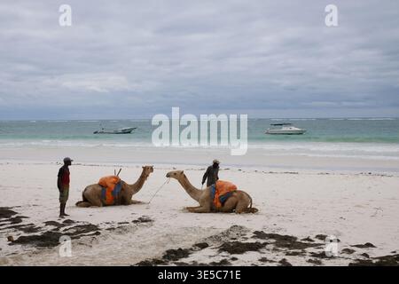Chameaux reposant sur une plage de sable blanc au Kenya avec des guides locaux, offrant des promenades côtières uniques le long de l'océan Indien dans une destination touristique populaire Banque D'Images