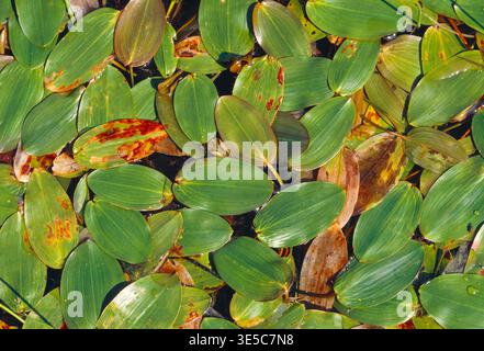 Piqué à feuilles larges (Potamogeton natans) gros plan de la masse de feuilles flottantes de plantes à la surface d'une carrière de calcaire inondée, Northumberland. Banque D'Images