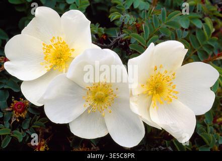 Burnet Rose (Rosa pimpinellifolia) gros plan de fleurs sur des arbustes poussant sur une plage de galets surélevés, Spey Bay, Morayshire, Écosse, juin Banque D'Images