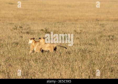 Deux jeunes lions africains marchant à travers les hautes herbes sèches de la réserve nationale Maasai Mara Kenya Banque D'Images
