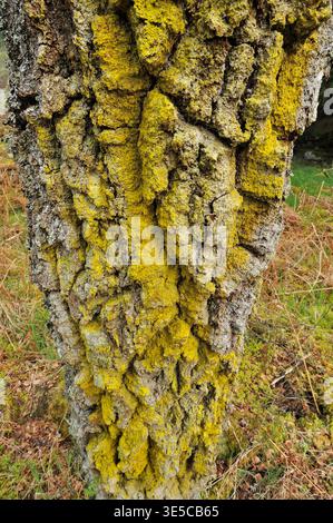 Lichen en poudre / moutarde lichen en poudre (Chrysothrix candelaris) poussant à la base du tronc d'un bouleau argenté (Betula pendula) Inverness-shire, Banque D'Images