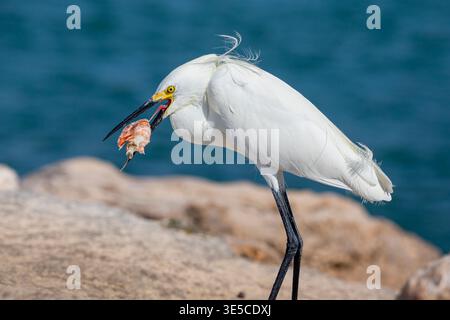 Aigrette enneigée (Egretta thula) tenant une crevette dans son bec sur la côte du golfe de Floride, États-Unis, debout sur un rivage rocheux à côté de l'eau bleue. Banque D'Images